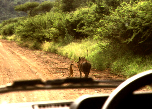 timon y pumba