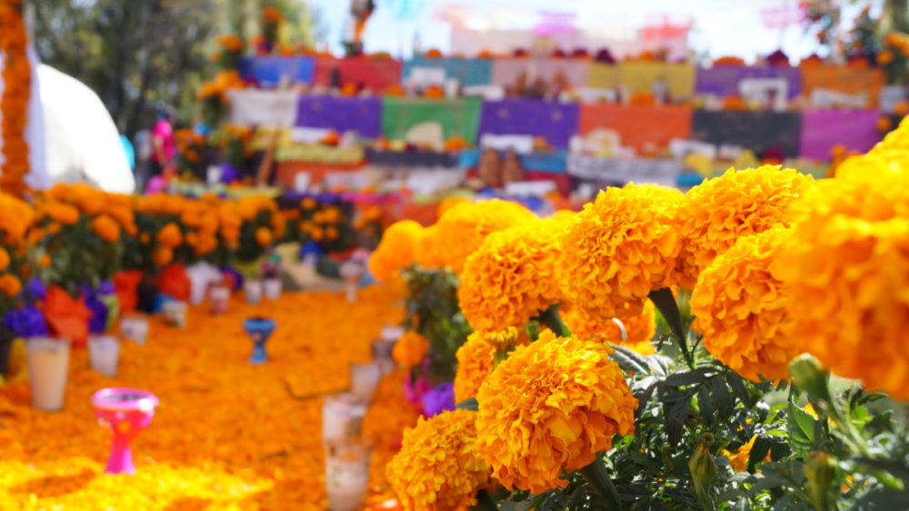 Flores de cempasúchil en la tradición mexicana.