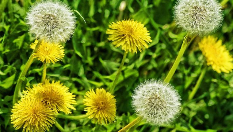 diente de leon planta