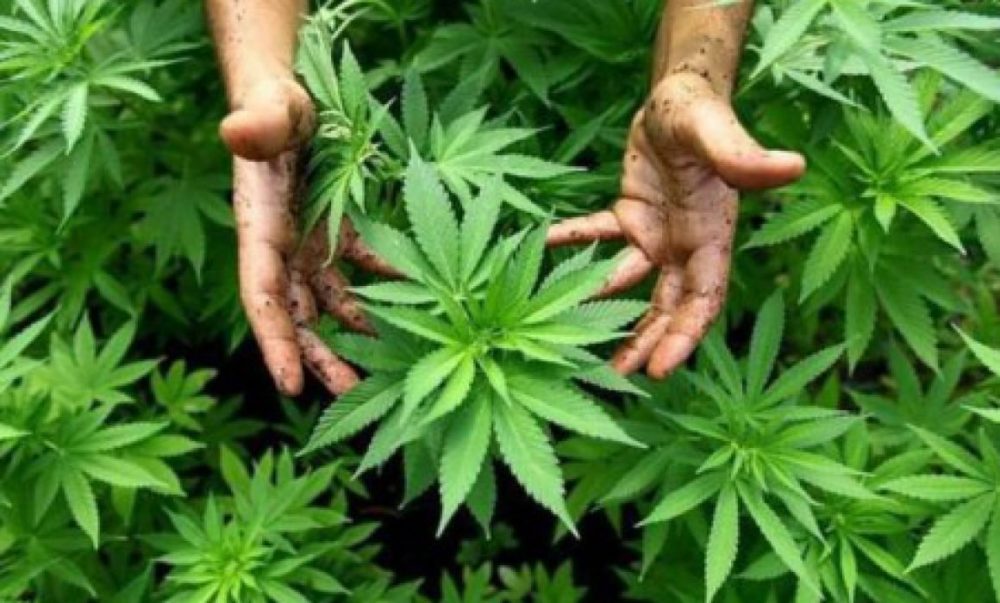 MARIHUANA EFE 644x3621 450x300 1160x700 1 scaled