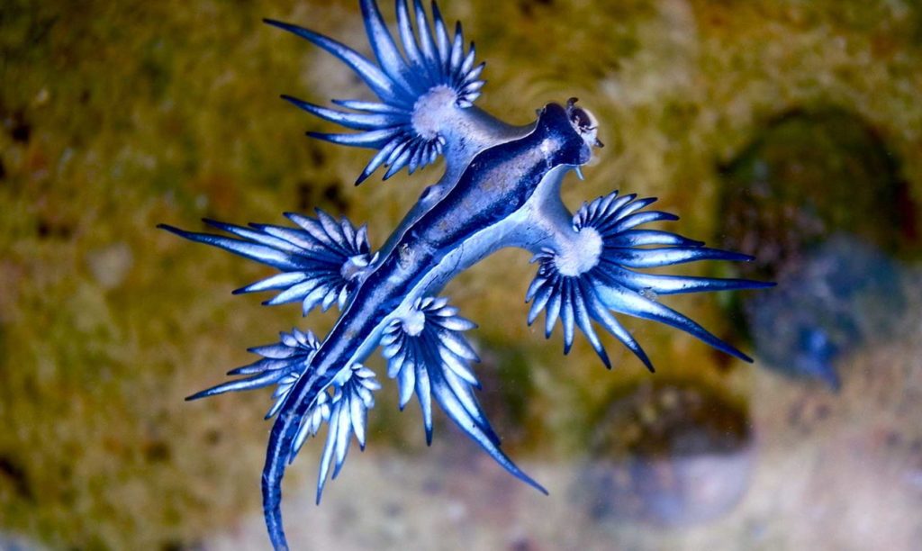 dragón azul tapa scaled