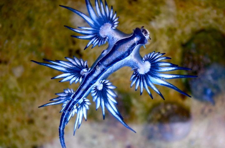 dragón azul tapa scaled