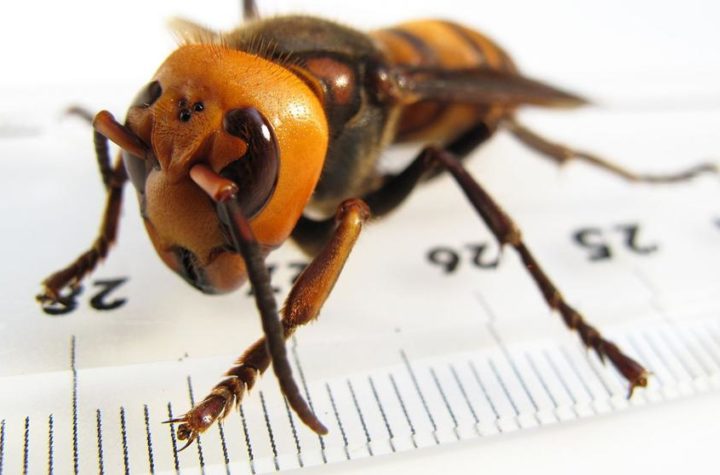 img emartinezb 20190325 184128 imagenes lv terceros wikimedia kNgE U461232960129f5F 992x558@LaVanguardia Web 2