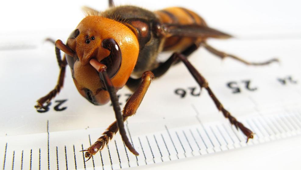 img emartinezb 20190325 184128 imagenes lv terceros wikimedia kNgE U461232960129f5F 992x558@LaVanguardia Web 2