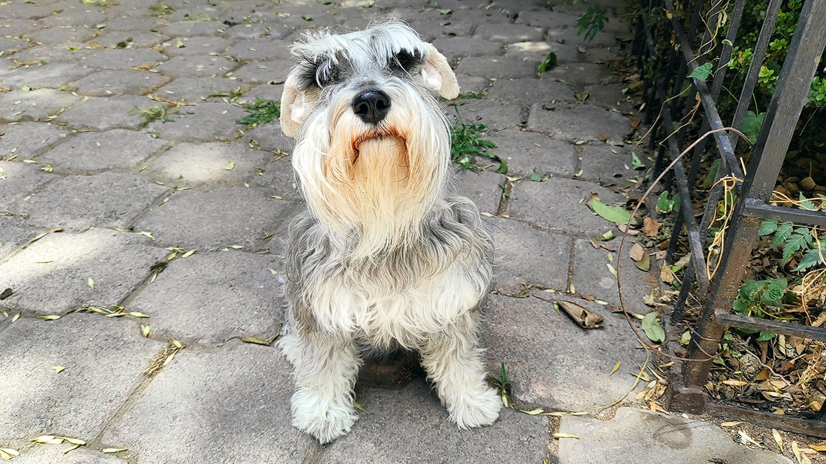Tomada con Redmi Note 9 Pro