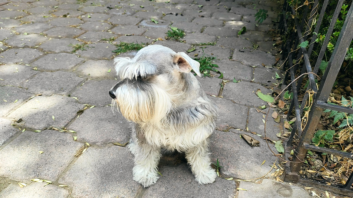 Tomada con Redmi Note 9 Pro