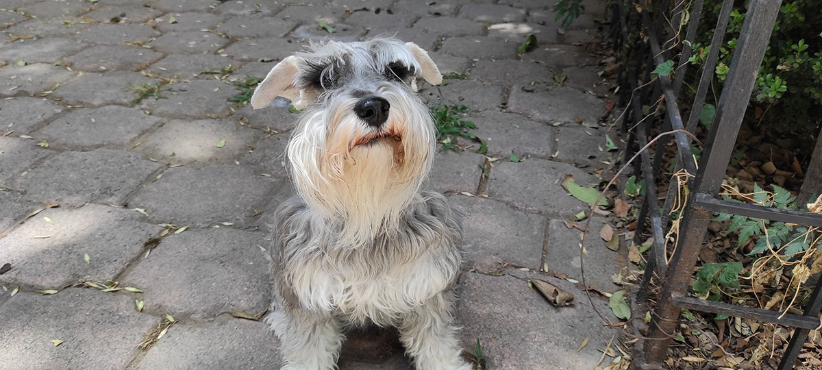 Tomada con Redmi Note 9 Pro