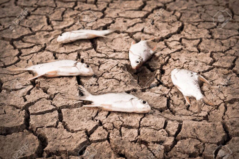 Habrá problemas para alimentar a la población mundial