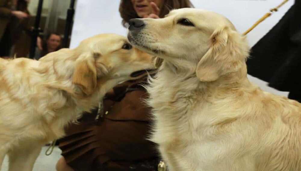 ¿Cómo es que los perros detectarán el Covid-19?