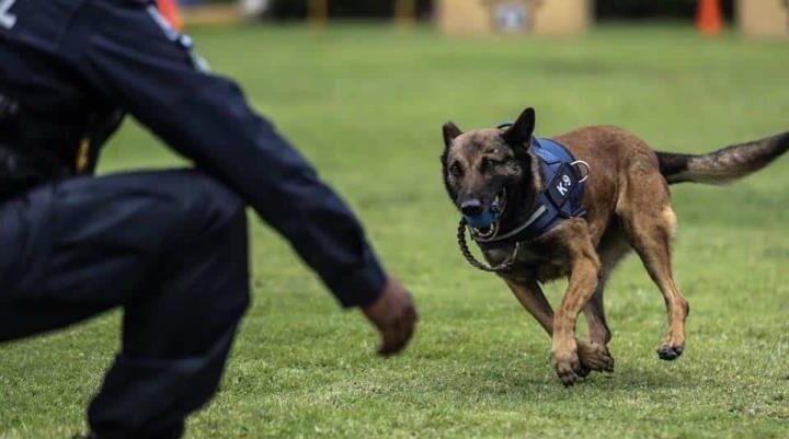 Sonara entrenará perros para detectar enfermos de COVID-19