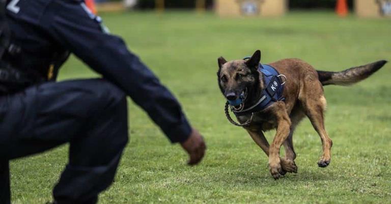 Sonara entrenará perros para detectar enfermos de COVID-19