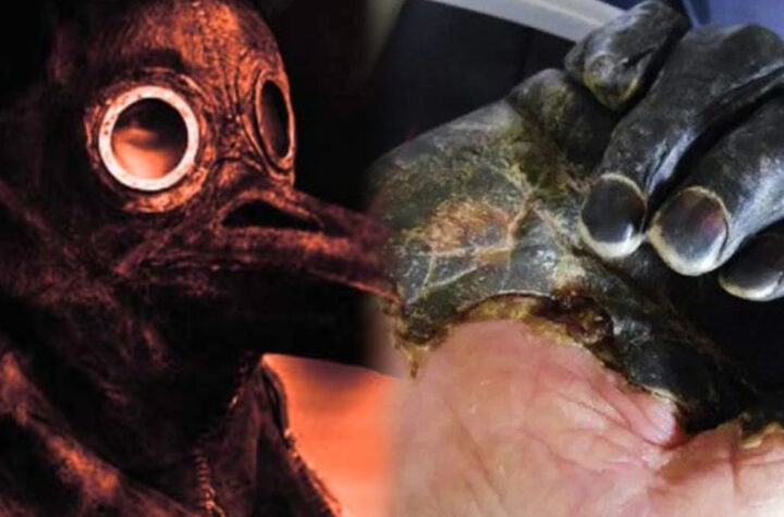 La peste negra reaparece en California, Estados Unidos