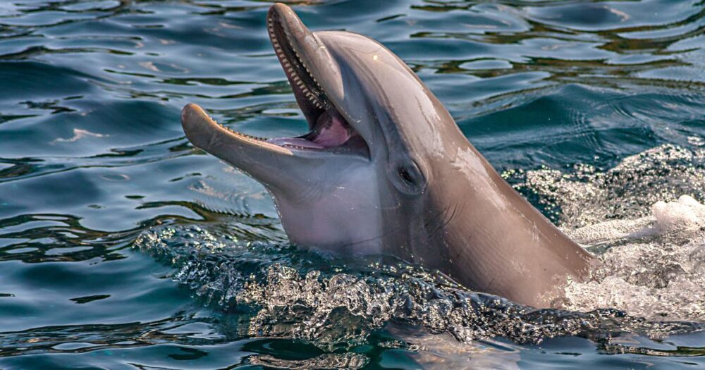 Alto riesgo: Cetáceos y cérvidos