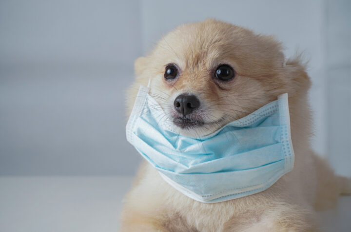 Estos animales también se pueden contagiar de Covid-19