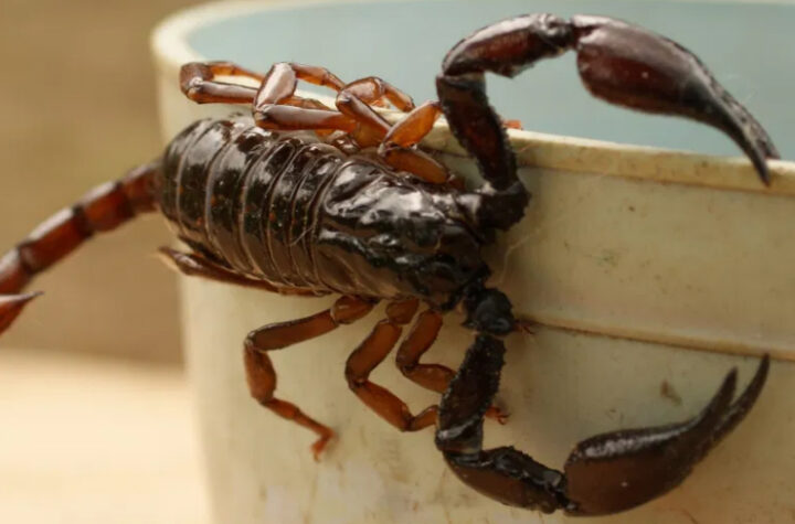 La UNAM ha encontrado una toxina mutante de alacrán