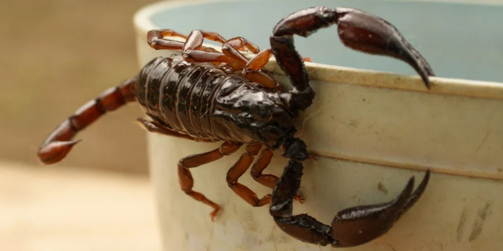 La UNAM ha encontrado una toxina mutante de alacrán