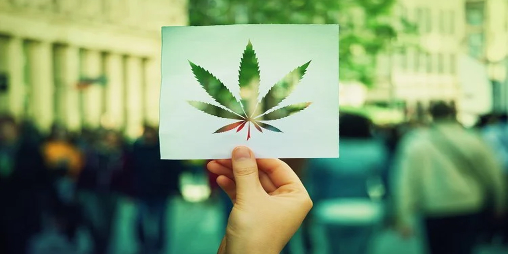 legalización de la mariguana en México