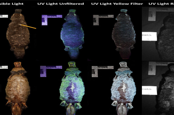 ornitorrincos brillan en la oscuridad