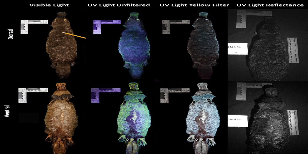 ornitorrincos brillan en la oscuridad