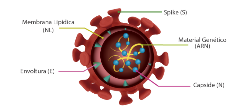 Estructura de Covid